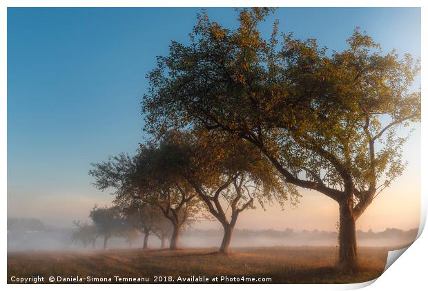 Apple orchard at sunrise in the mist Print by Daniela Simona Temneanu