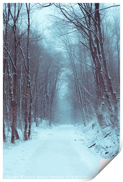 Forest road covered in snow Print by Daniela Simona Temneanu