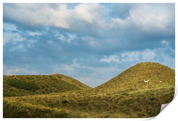 Grassy dunes landscape on Sylt island. Nature reserve at North Sea Print by Daniela Simona Temneanu
