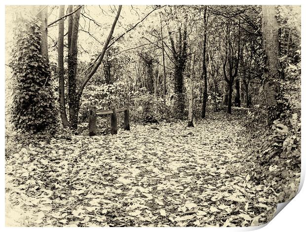 Autumn walk on a leafy pathway Print by Steve Painter
