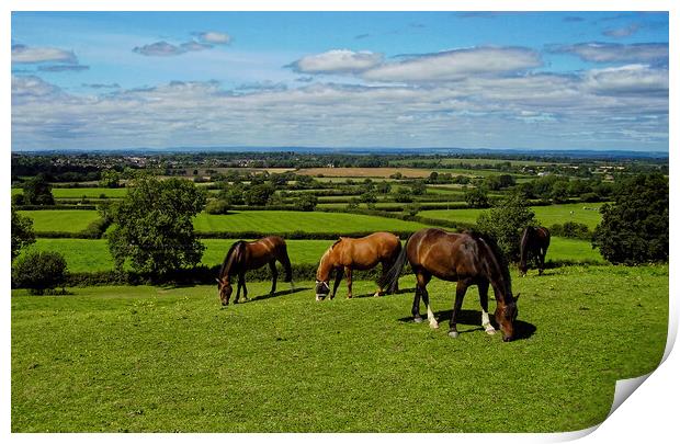A group of horses graze the sweet green grass at Old Sodbury Print by Steve Painter