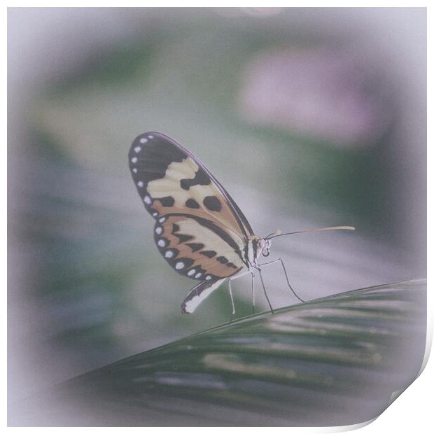 Tropical butterfly in the rainforest Print by Steve Painter