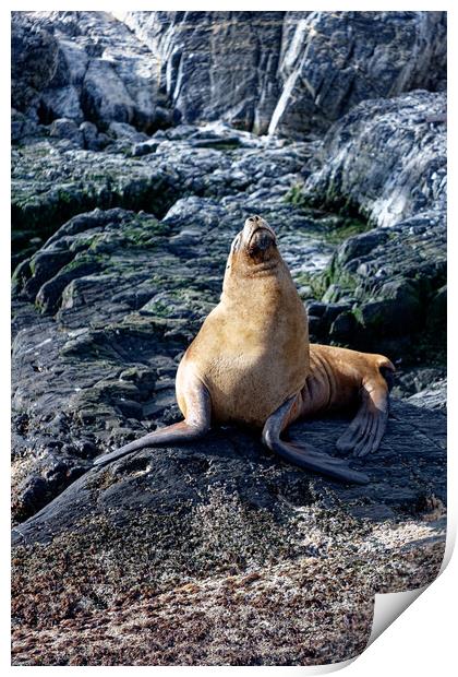 A seal on a rocky island Print by Steve Painter