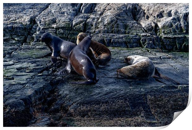 Seals and their pups Print by Steve Painter
