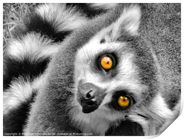 Portrait of a curious ring tailed lemur Print by Elizabeth Chisholm