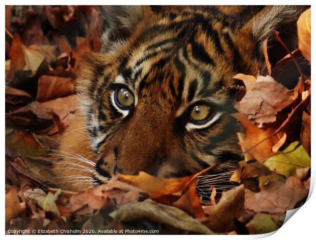 Tiger hiding in the leaves Print by Elizabeth Chisholm