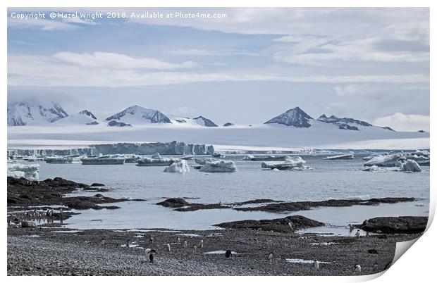 Gentoo penguins at Brown Bluff, Antarctica Print by Hazel Wright