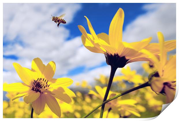 flying honey bee over yellow flower Print by Mirko Macari