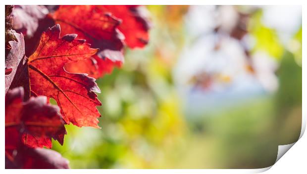 Red leaves close up in the vineyard Print by Mirko Macari