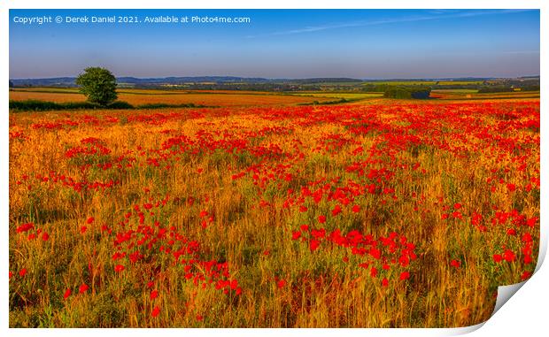 Field of Poppies (panoramic) Print by Derek Daniel