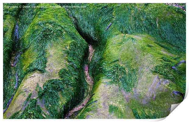 Artistic Algae Rocks Print by Derek Daniel