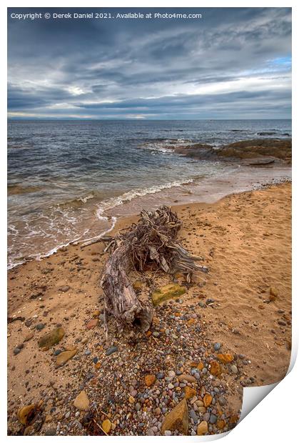 Driftwood on the beach at Hopeman Print by Derek Daniel