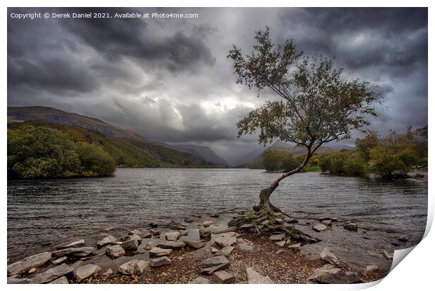 The Lone Tree, Llyn Padarn, LLanberis  Print by Derek Daniel