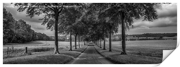 Avenue of Trees, Moor Crichel (mono, panoramic) Print by Derek Daniel