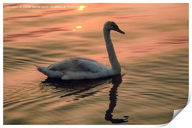 Swan looking for food around sunset time Print by Derek Daniel