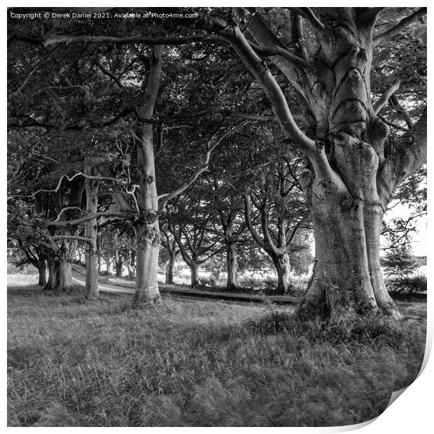 Beech Avenue, Badbury Rings (mono) Print by Derek Daniel