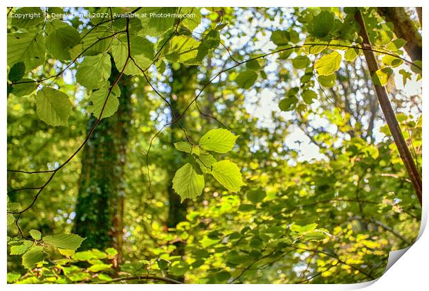 backlit leaves Print by Derek Daniel