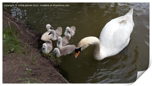 Majestic Swan Family Print by Derek Daniel