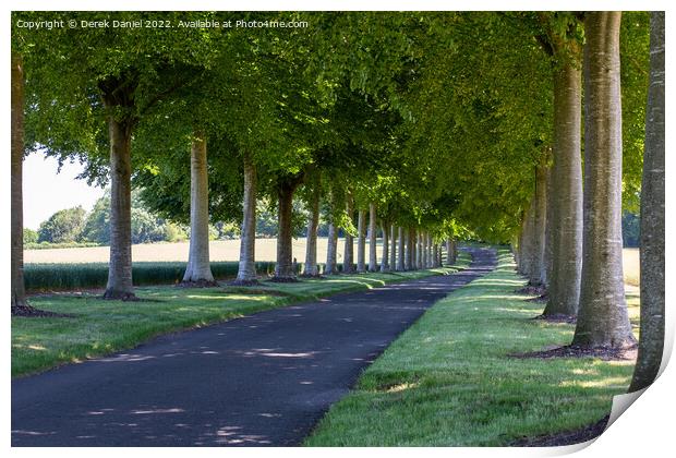 Avenue of Trees, Moor Crichel Print by Derek Daniel