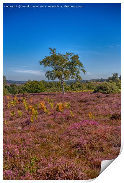 Purple Heather on Rockford Common #3 Print by Derek Daniel