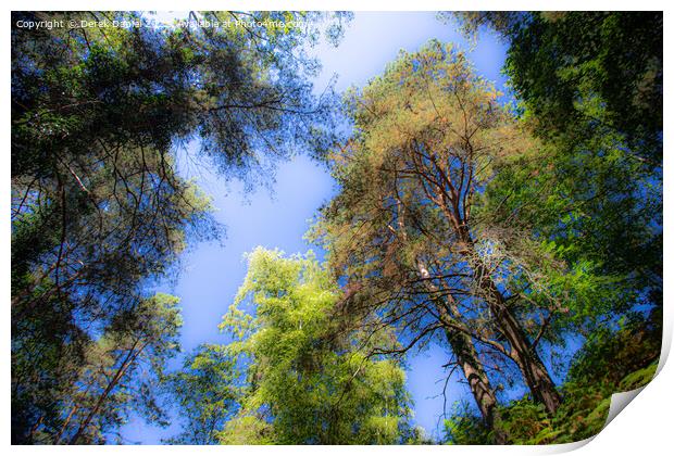 Looking Up Into The Trees Print by Derek Daniel