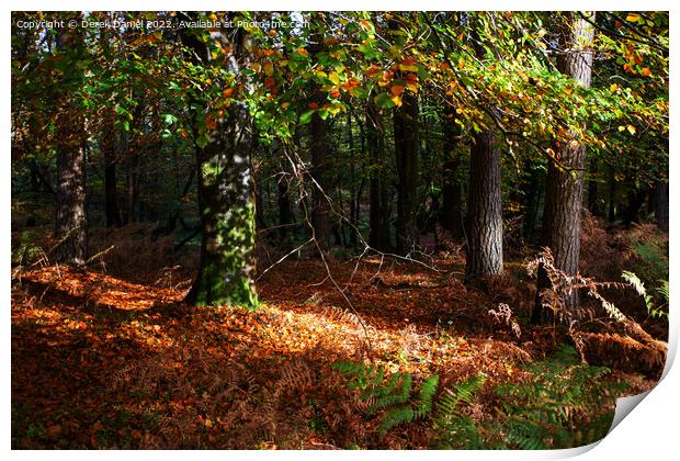 Enchanted Autumn Woods Print by Derek Daniel