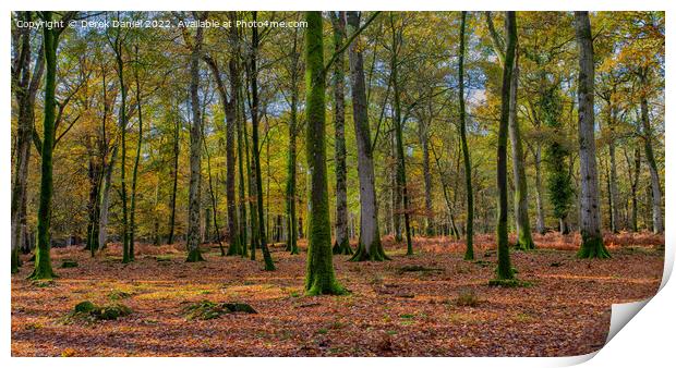 Wonderful Autumn Forest Scene Print by Derek Daniel