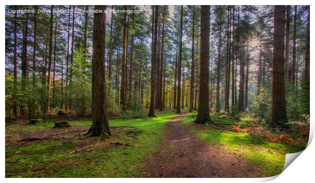 Enchanted Forest Pathway Print by Derek Daniel