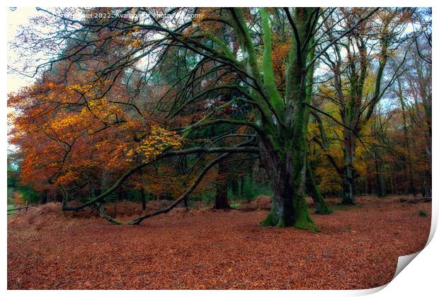Enchanting Autumn Woodland Print by Derek Daniel