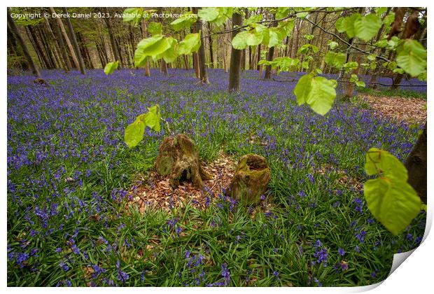 Enchanted Bluebell Forest Print by Derek Daniel