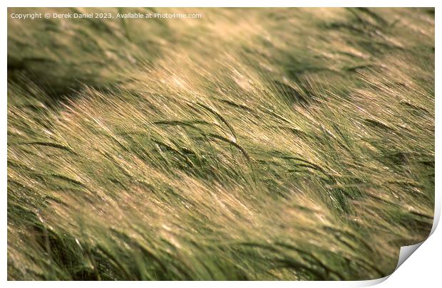 Barley blowing in the wind Print by Derek Daniel