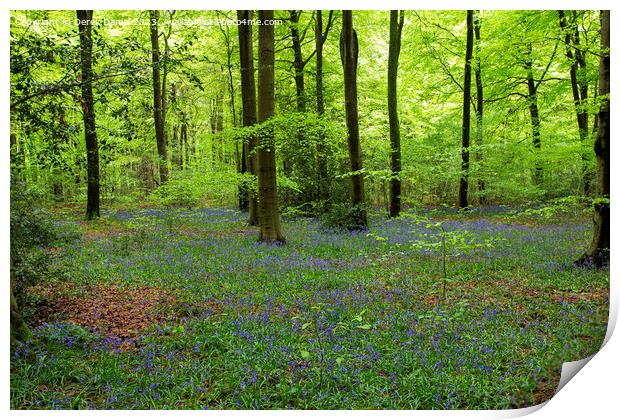 Micheldever Bluebells Print by Derek Daniel