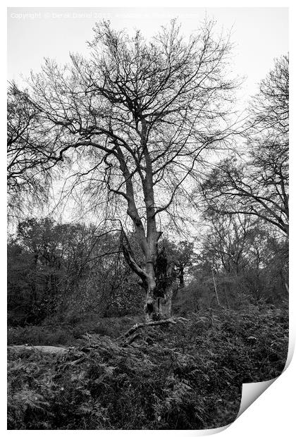 A walk in The New Forest (mono) Print by Derek Daniel