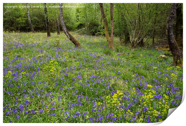 Garston Wood Bluebells Print by Derek Daniel