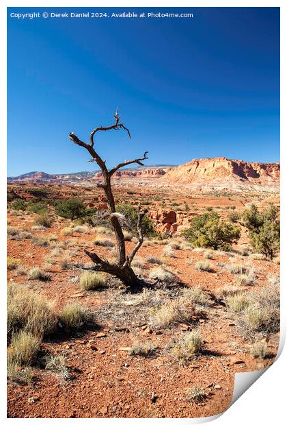 A Lone Tree at Capitol Reef, Utah Print by Derek Daniel