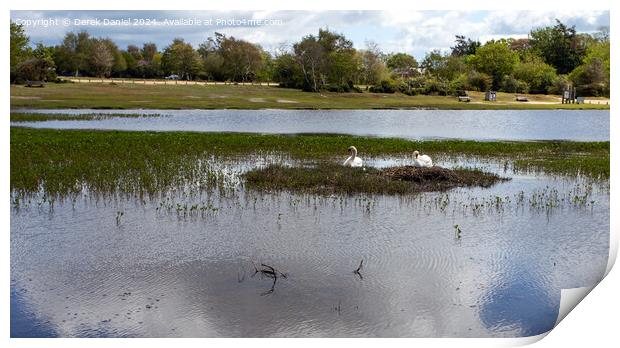 Nesting Swans at Hatchet Pond Print by Derek Daniel