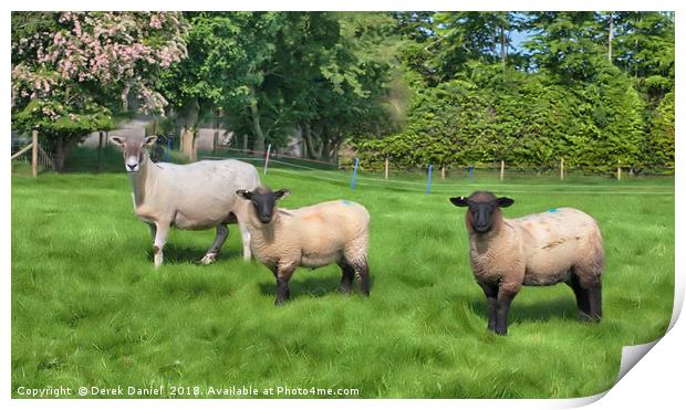 3 Sheep Print by Derek Daniel
