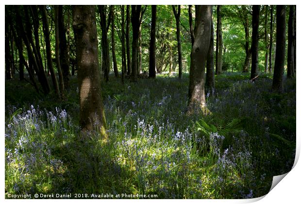 Bluebells Print by Derek Daniel