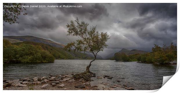 The Dramatic Lone Tree of Llyn Padarn Print by Derek Daniel