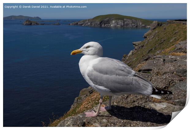 Seagull on the cliffs by Dunmore Head, Ireland Print by Derek Daniel
