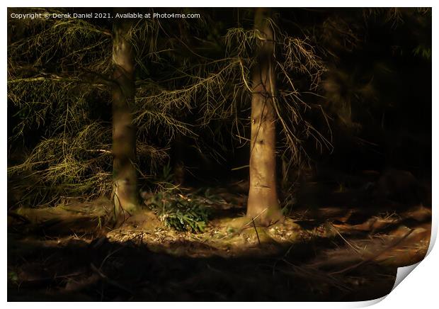 Sunlit Trees in a Dark Forest Print by Derek Daniel