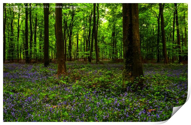 Early morning at the bluebell wood at Micheldever Print by Derek Daniel
