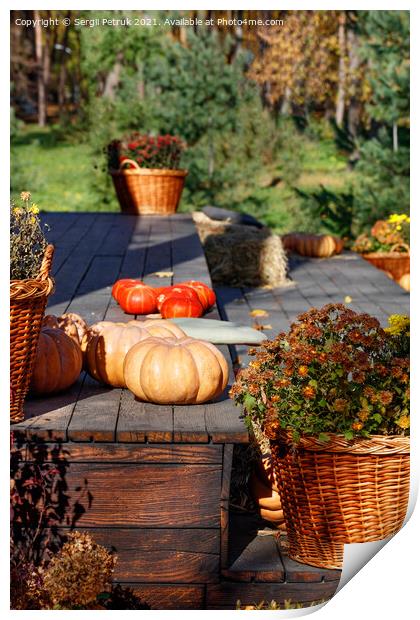 Round pumpkins near baskets of chrysanthemums on a black wooden platform in warm autumn sunlight. Print by Sergii Petruk