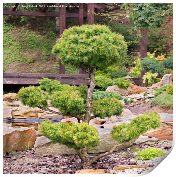 Bonsai spruce with lush needles and beautiful delicately trimmed branches against the background of a Japanese stone garden in blur. Print by Sergii Petruk