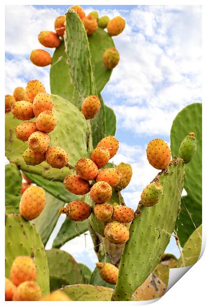 Fruits of a ripe sweet prickly pear cactus against a blue cloudy sky. Print by Sergii Petruk