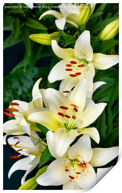 White lily flowers on a dark green background with slight blur. Print by Sergii Petruk