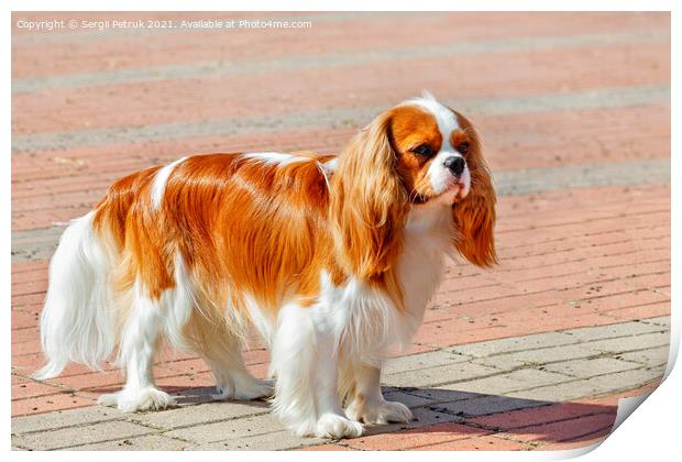 Cavalier King Charles Spaniel on the background of the sidewalk lined with red paving stones. Print by Sergii Petruk