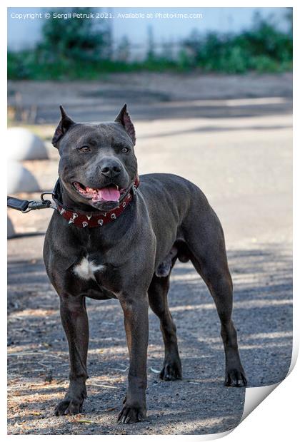 Black Staffordshire Bull Terrier with studded collar on a city street. Print by Sergii Petruk