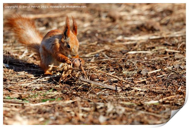 An orange squirrel has found a walnut against the background of a brown forest floor and is holding it in its paws. Print by Sergii Petruk