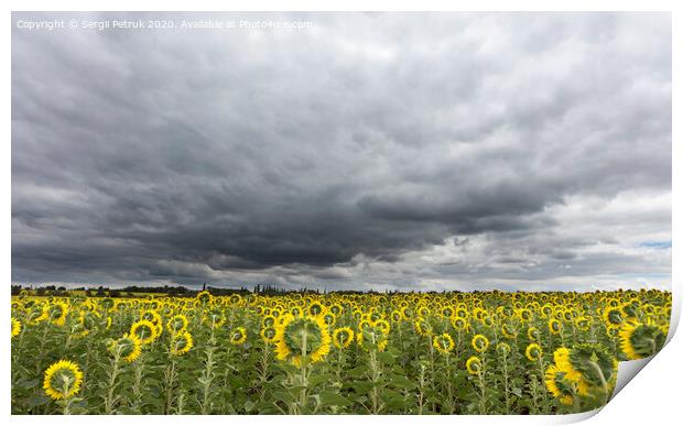 stormy sky over the field of sunflowers Print by Sergii Petruk